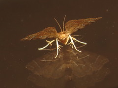 Musotima ochropteralis