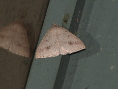 Nearcha nullata