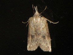 Neoteristis paraphanes