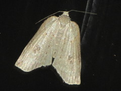 Neoteristis paraphanes