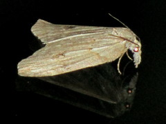 Neoteristis paraphanes