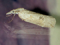 Neoteristis paraphanes