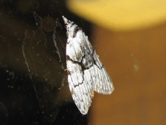 Nola delograpta