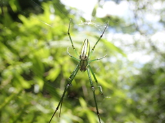 Leucauge celebesiana
