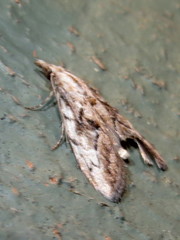 Nola paroxynta