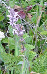 Stachys rigida quercetorum