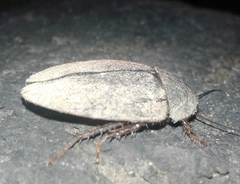 Homoeogamia mexicana