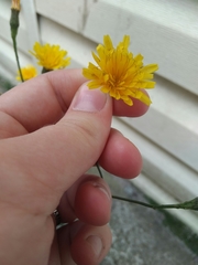 Scorzoneroides autumnalis