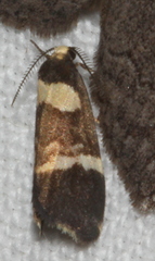 Thallarcha phalarota