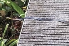 Dendrelaphis kopsteini