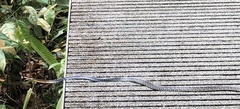Dendrelaphis kopsteini