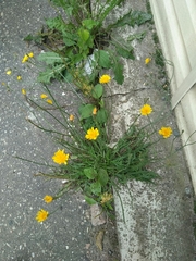 Scorzoneroides autumnalis