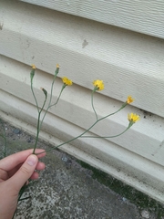 Scorzoneroides autumnalis