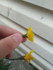 Scorzoneroides autumnalis