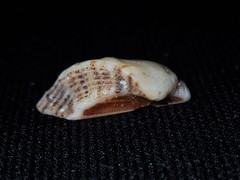 Lamarcka avellana