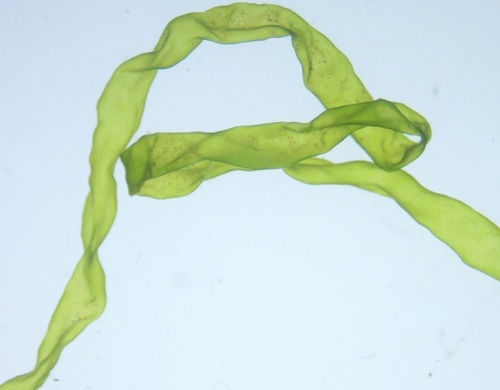 Ulva flexuosa
