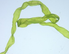 Ulva flexuosa