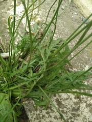 Scorzoneroides autumnalis