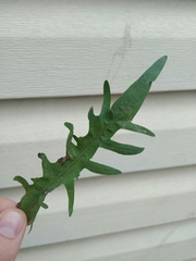 Scorzoneroides autumnalis