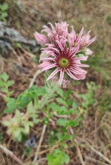 Sempervivum tectorum