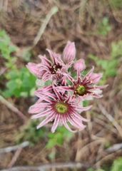 Sempervivum tectorum