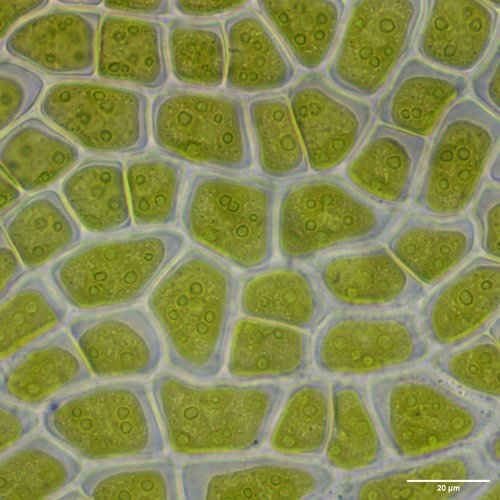 Ulva flexuosa