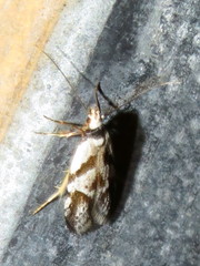 Oxythecta lygrosema