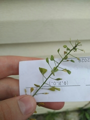 Capsella bursa-pastoris