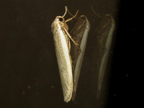 Scoliacma nana Walker, 1854