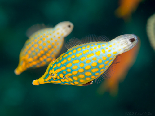 Longnose Filefish