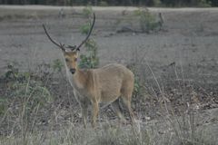 Rucervus duvaucelii branderi