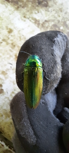 Golden Buprestid