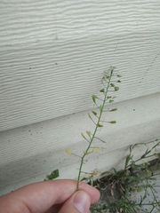 Capsella bursa-pastoris