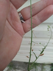Capsella bursa-pastoris