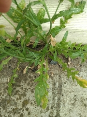 Capsella bursa-pastoris