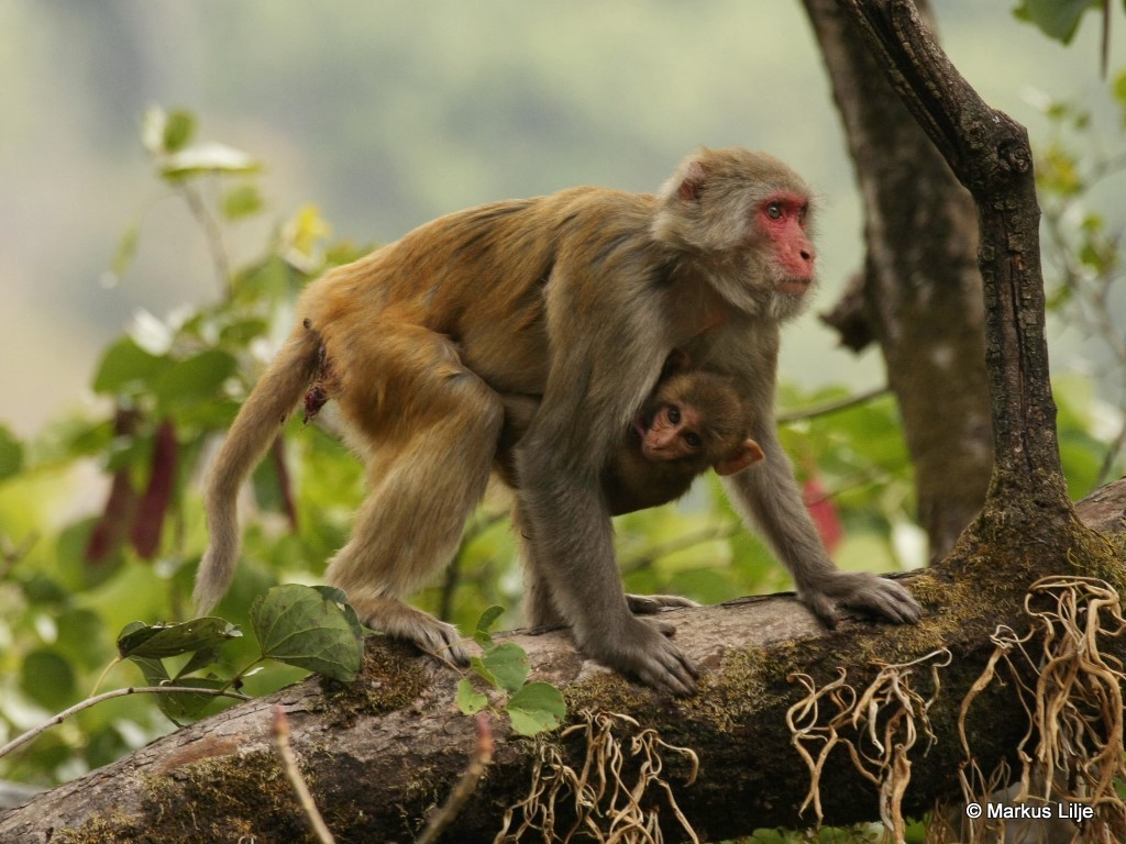 Rhesus Macaque (Macaca mulatta)