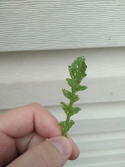 Capsella bursa-pastoris