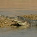 Gharial - Photo (c) Markus  Lilje, some rights reserved (CC BY-NC-ND), uploaded by Markus  Lilje