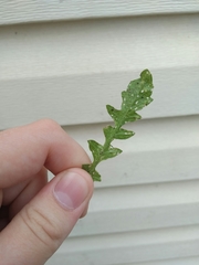 Capsella bursa-pastoris