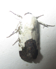 Acontia discoidea