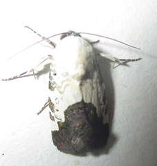 Acontia discoidea