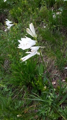 Paradisea liliastrum