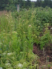 Centaurea macrocephala