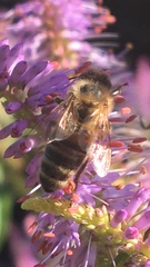 Apis mellifera