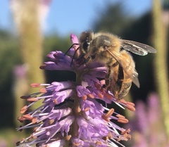 Apis mellifera