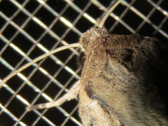 Persectania dyscrita