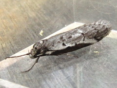 Philobota stella