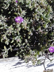 Delosperma ecklonis