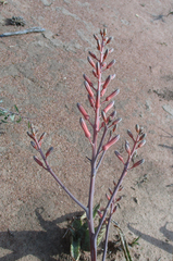 Aloe zebrina image