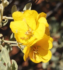 Senna artemisioides helmsii